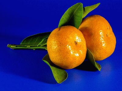 Mandarina-  CÃ­tricos.jpg