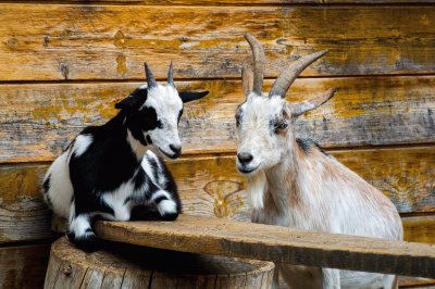 Cabras- ZoolÃ³gico, FotografÃ­a .jpg