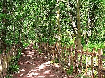 High Park Wood