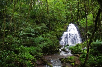 Reserva YabotÃ­. Misiones. Argentina