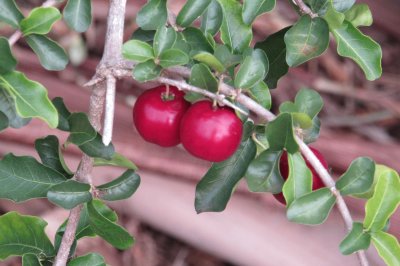 Acerola