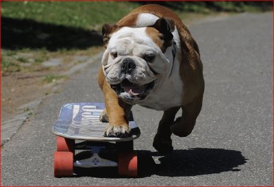 BULL EN PATINETA