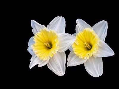 Narcis- Flor, Primavera.jpg