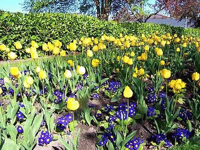 Spring Flowers