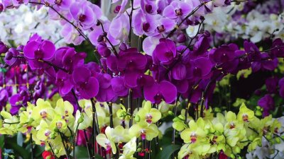 Beautiful Purple Orchids