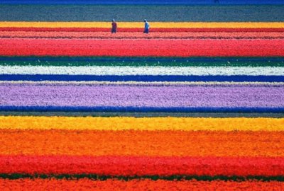 Tulip Fields of the Netherlands