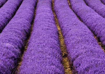 Rows of Lavender