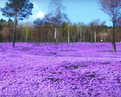 Shibazara Flowers