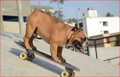 PERRO PATINADOR