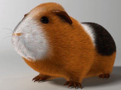 Animales-Cavia Porcellus.jpg