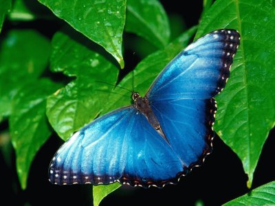 Azul-Mariposa.jpg