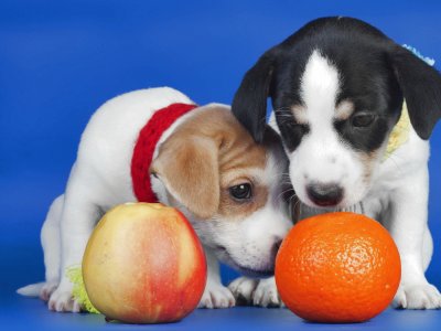 Cachorros-naranja-manzana.jpg