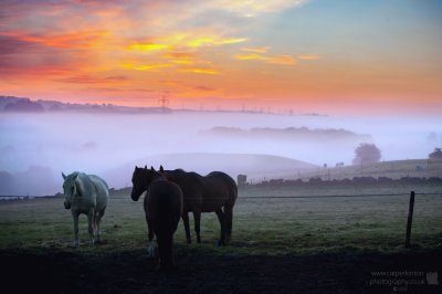 sunrise horse mist