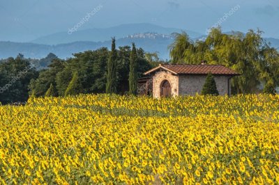 todo paisaje