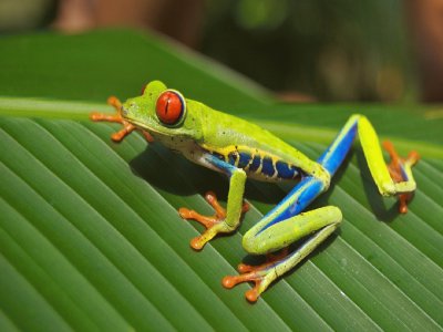 Rana-  Anfibios, Naturaleza.