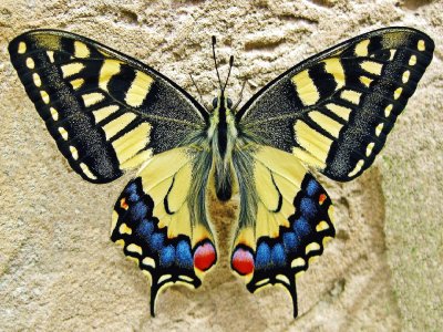 Mariposa-Naturaleza.