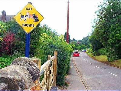 Cat Crossing in Stanton-by-Dale