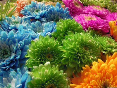 Flores de Colores