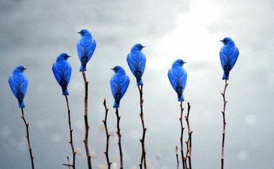 PÃ¡jaros Azules