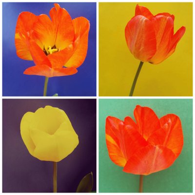 Tulipanes