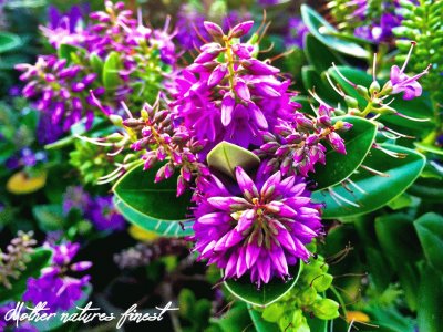 Beautiful Flowers-Cornwall, UK