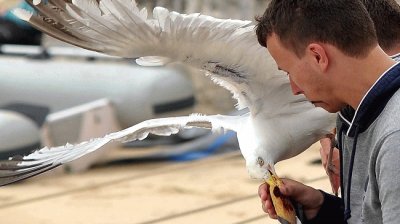 GAVIOTA COME GALLETAS