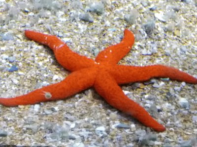 estrella de mar