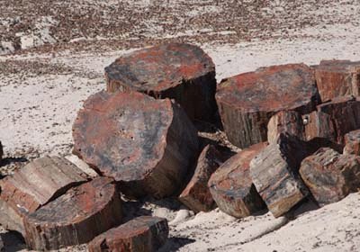 Petrified Forest