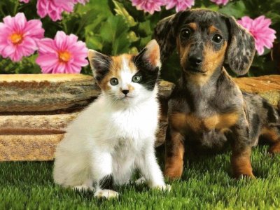 Gatito y perrito en el jardÃ­n