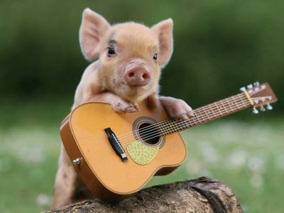 Animales-Cerdito,Pop.