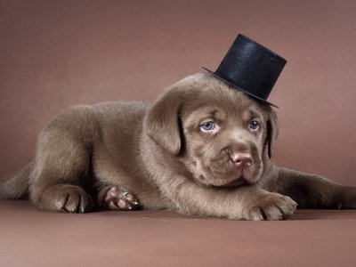 Cachorro-labrador-Sombrero.