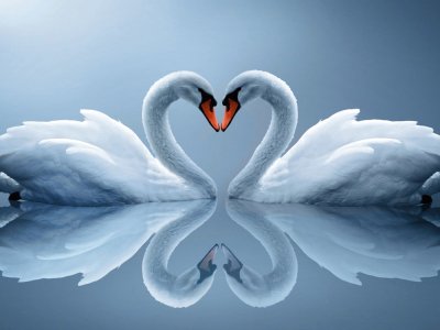 Cisnes-corazÃ³n-Reflejo.