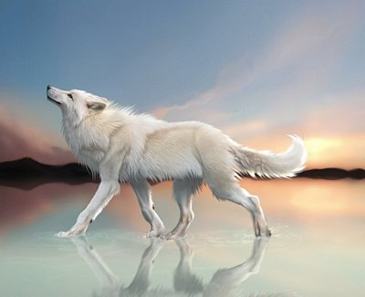 Lobo en un atardecer