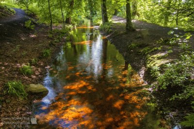 Gold in the water