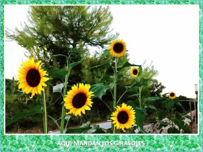 AQUÃ MANDAN LOS GIRASOLES