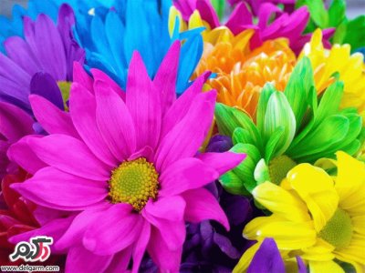 Flores de colores