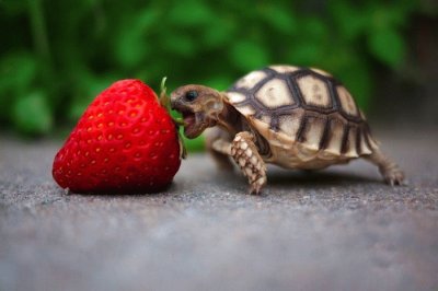 Tortuga pequeÃ±a comiendo una fresa