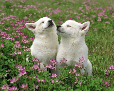 Dos perritos blancos