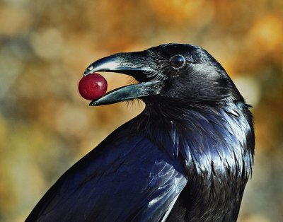 Cuervo comiendo una cereza