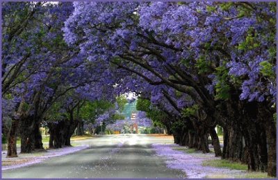 Ãrboles de JacarandÃ¡