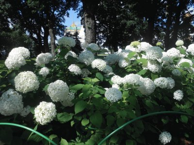 flores blancas