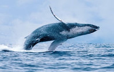 humpback-whale