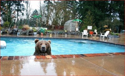 OSO OLIMPICO