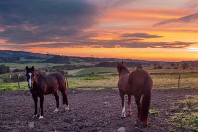 Sunset   horses