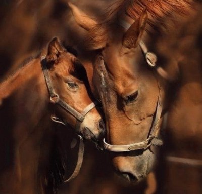 Mare and foal