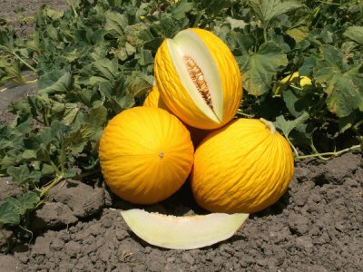 melone giallo