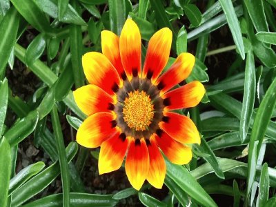 Gazania- Flor.