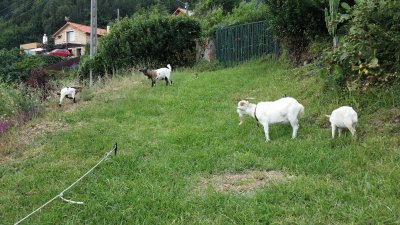 cabras enanas