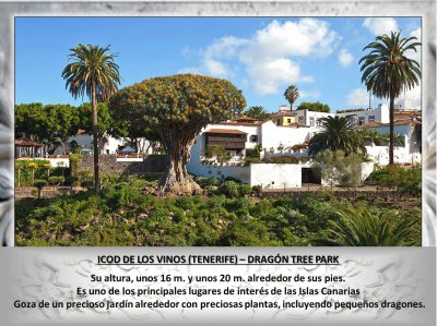 ICOD DE LOS VINOS (TENERIFE) â€“ DRAGÃ“N TREE PARK