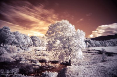 Infrared Autumn